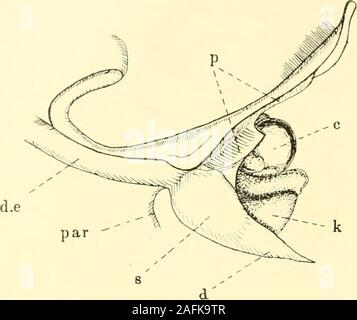 . Zeitschrift für wissenschaftliche Zoologie. - P.a Abb. 31. Durcli Längssclmitt sterben Spermatophoreder Abb. : 50. 224 Hans Blunck, wie Fio [. 36 und 37 veranschaulichen, nur in sehr lockerer Verbindungmiteinander stehen. 4. Phase. Der Übertritt des Samens aus der Patrone in die halb-kugeUgen Blasen erfolgt eine dem offenen, der Penisrinne zugekehrten. Stockfoto