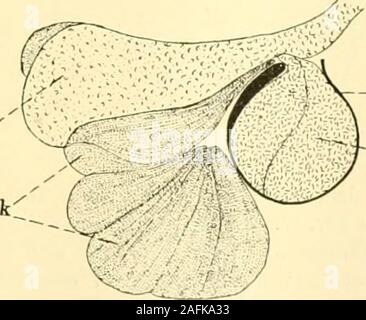 . Zeitschrift für wissenschaftliche Zoologie. Abb. 30. Isolierte Spermatophore der Abb. k Sterben. - P.a Abb. 31. Durcli Längssclmitt sterben Spermatophoreder Abb. : 50. 224 Hans Blunck, wie Fio [. 36 und 37 veranschaulichen, nur in sehr lockerer Verbindungmiteinander stehen. 4. Phase. Der Übertritt des Samens aus der Patrone in die halb-kugeUgen Blasen erfolgt eine dem offenen, der Penisrinne zugekehrten Stockfoto