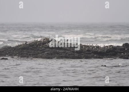Sanderlings und andere Seevögel warten auf die Flut auf einer Klippe. Nördlichen portugiesischen felsigen Küste. Stockfoto