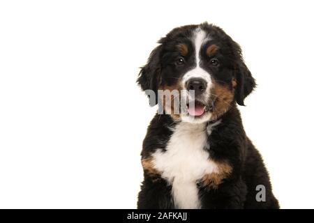 Porträt einer niedlichen Berner Sennenhund Welpe an der Kamera mit offenem Mund auf weißem Hintergrund suchen Stockfoto