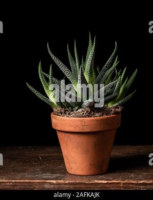 Haworthia fasciata sukkulente Pflanze in kleinen Tontopf Stockfoto