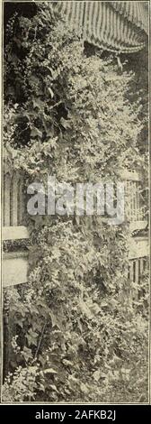 . Dreer's Garten Buch 1915. Euphorbia Variegata (Schnee auf dem Berg). EcHiNocYSTis Lobata. (auf der anderen Seite angeboten.) Für Neuheiten und Spezialitäten in Blumensamen finden Sie auf den Seiten 50 bis 59. 84 tFUfflRTADRIER - PHIlADEliPhlAM^ RtLIABLE BLUME S [fPS jlffl Stockfoto