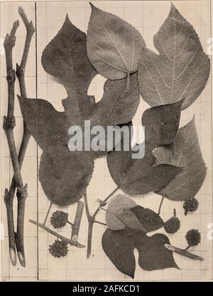 . Handbuch der Bäume im nördlichen Staaten und Kanada östlich der Rocky Mountains. Foto - beschreibend. PAPER MULBERRY. Broussonetia papyrifera (L.) Vent.. Abb. 22 y. Teile der Niederlassungen, reife Frucht, i; grünen branchlet,. 228. Basis eines alten knorrigen Kofferraum in Suffolk, Virginia. 229. Stamm einer jungen Baum mit Blättern, die an der Basis, in der Nähe von New York. 230. Holz Struktur vergrößert 15 Durchmesser. branchlets im Winter, 3. Handbuch der Bäume des Xohtiiekx Staaten axd C 201 L*a]) ei-Mulberry ist eine eingeführte treefrom Ostasien und der neigliboring Inseln. In diesem Land eingeführt für orname Stockfoto