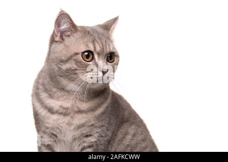Porträt eines hübschen silber tabby Britisch Kurzhaar Katze zur Seite auf weißem Hintergrund suchen Stockfoto
