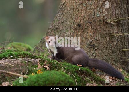 Steinmarder/Steinmarder (Martes foina) sitzen auf Wurzeln im Wald, beobachten, in typischen natürlichen Lebensraum, schöne Pose, Europa. Stockfoto