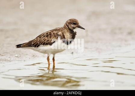 Turnstone (Arenaria interpres), voller Körper, Seitenansicht, stehend im flachen Wasser des Wattenmeeres, in der Nähe der Grenzlinie, die Tierwelt, Europa. Stockfoto