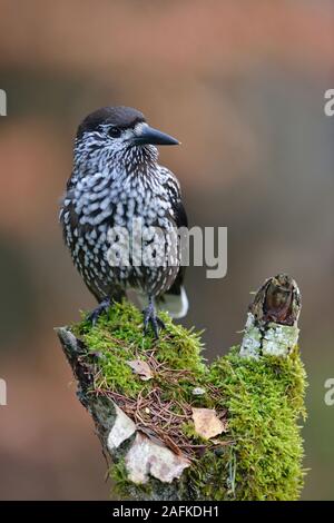 Nussknacker (Nucifraga caryocatactes entdeckt), auf einem morschen Baumstumpf gehockt, um aufmerksam zu beobachten, typisches Verhalten, Wildlife, Europa. Stockfoto