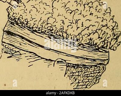 . Ein naturforscher Wanderungen in der östlichen Archipels; eine ausführliche Reise- und Erforschung von 1878 bis 1883. J. B. OCOIFFURES DER EINGEBORENEN von TIMOlt - LAXIT. von Macluer Einlass in Neuguinea, oder unter den Aru Inselbewohner. Ihre Frisur scheint von der Art der Haare ab, straightor Frizzled, dass die Natur ihnen gegeben hat; wenn er Frizzled ist Stockfoto