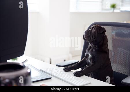 Humorvoll Schuß des Französischen Sharpei Welpen Sitzen im Stuhl am Schreibtisch, am Computer Stockfoto