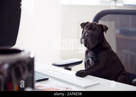 Humorvoll Schuß des Französischen Sharpei Welpen Sitzen im Stuhl am Schreibtisch, am Computer Stockfoto