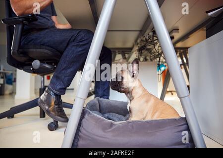 Französische Bulldogge Welpen sitzen auf dem Bett unter dem Schreibtisch im Büro, während Besitzer arbeitet Stockfoto