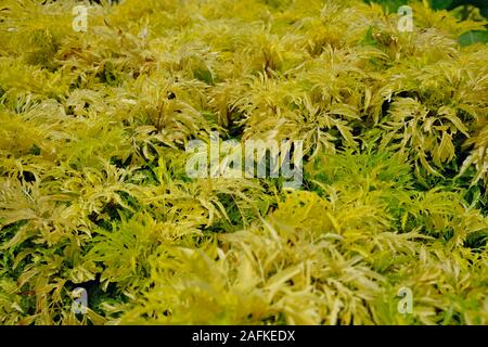 Gelb Grün Gras ähnlich wie in der Nähe von Moos, den gesamten Bereich des Fotos. Botanischen oder ökologische Konzept. Stockfoto