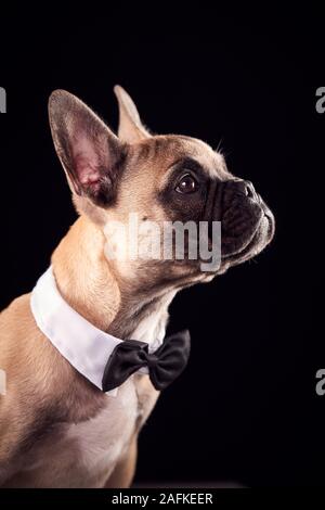 Studio Portrait von Französisch Bulldog Welpen tragen Fliege und Kragen auf schwarzem Hintergrund Stockfoto