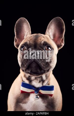 Studio Portrait von Französisch Bulldog Welpen tragen Fliege und Kragen auf schwarzem Hintergrund Stockfoto