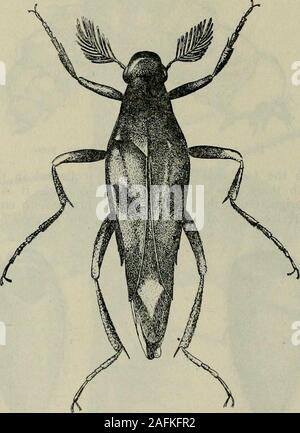 . Bulletin. Abb. 9. Tiphia Kokon aus dem hyperparasite (Exopro - sopa) Lias ausgestellt. Abb. 10, Tipliia cocoon von liole showingemergence tlieadult. Tatsache, dass sie häufiger Blumen und ernähren sich von Honigtau produziert byaphids gleichzeitig, dass die Tiphias aktiv sind, ist es denkbar, dass die Fliegen oviposit auf den Blumen oder ggf. direkt auf dem Tiphias andthat ihre Eier von der Wasp durchgeführt werden und mit seinen ownegg auf der Phyllophaga grub hinterlegt. 72 Exoprosopa piieblensis Jaenn. (Walton und Cole det.), ein ähnlich speciesremarkably fascipennis, wurde von E. G. Kelly von einem aufgezogen Stockfoto