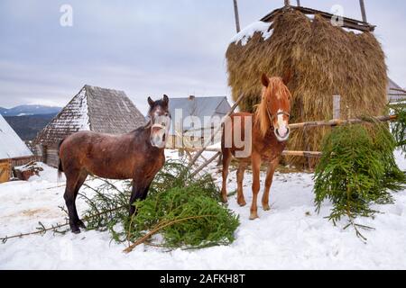 Die Pferde stehen in der Nähe einer Heu in einer verschneiten Wintertag Stockfoto