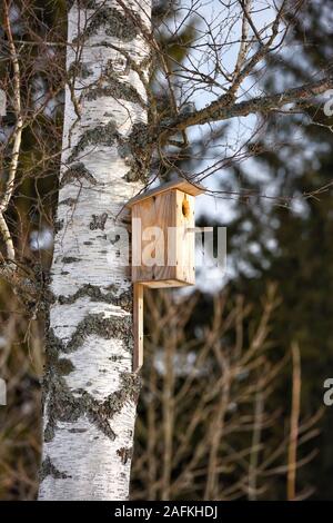 Holz- birdhouse auf eine Birke im Frühjahr Stockfoto