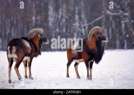 Mufflon (Ovis Musimon) im Winter Wald, gehörnten Tiere in der Natur Lebensraum Stockfoto