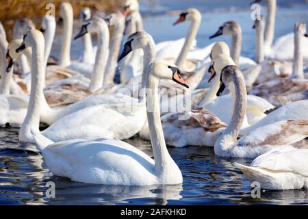 Schönen Schwäne (Cygnus olor) am blauen See in sonniger Tag Stockfoto