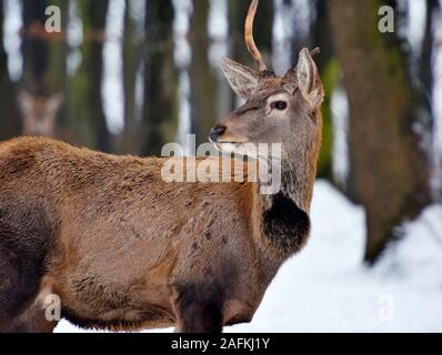 Junge männliche Hirsche im Winter Wald Stockfoto