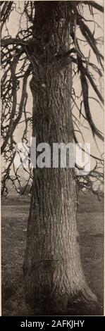 . Handbuch der Bäume im nördlichen Staaten und Kanada östlich der Rocky Mountains. Foto - beschreibend. WINGED ELM. Uhmis aJata Miclix. Stockfoto