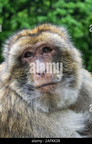 Berber Affe in Affenberg Salem, Deutschland Stockfoto