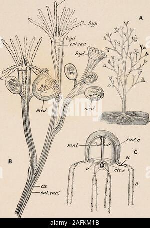. Einführung in die Zoologie; ein Leitfaden für die Untersuchung von Tieren, für die Verwendung von weiterführenden Schulen;. Die HYDRA UND J7N VERBÜNDETEN 211 Schwimmen entfernt. Das Gelee - Fische dann Anlass zu der sexualproducts und sie in das Wasser entlassen (Abb. 198). In anderen Fällen die jelly-Fish ist gebildet, aber niemals getrennt. Abb. 198. - Bougainvillea ramosa. Eine ganze Kolonie, natürliche Größe; B, portionof derselben vergrößert; C, unreifen Medusa; Dr. c, kreisförmigen Kanal; Cu, nagelhaut oder perisarc; Ent.-Links, enteric Hohlraum, Hyd, Polypen oder hydranth; Hyp, hypostome oder brustbeins; med, Medusa; mnb, brustbeins; Rad. c, t, tentac radialcanal; Stockfoto