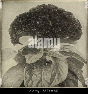 . Dreer's Garten Buch 1915. 73. Celosi/v Cri^ Tata r. LASGow Preis. Stockfoto