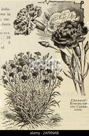 . Dreer's Garten Buch 1915. 10 1755 Weiß, duftend. Blüten klein, sehr süß duftendes. Oz.,25 cts 5 1756 Weiße Rakete. Gute Spitzen von reinem Weiß. Oz., 2,5 cts 5 1757 Lavendel. Zartes rosarot-Lavendel. Oz, 25 cts 5 1760 Gemischte Farben. Oz, 25 cts 5 1770 Zwerg Hybriden, Gemischt. Ein sehr Zwerg und kompakte Ausführung nicht über 6 Zoll hoch und sehr nützlich für den Rand der Grenzen, etc. Oz., .00 cts 10 Für mehrjährige Candytuft siehe Iberis, Seite 89. CANNA (Indian Shot). Zwerg, große Blüte Französisch. Zweifellos die besten Bed-ding Pflanzen für den amerikanischen Klima. Die Samen sind hier alle Angeboten Stockfoto