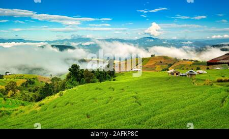 Schöne Reisfeld. Wunderschönen Reisterrassen auf Bali, Indonesien Stockfoto