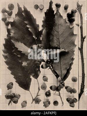 . Handbuch der Bäume im nördlichen Staaten und Kanada östlich der Rocky Mountains. Foto - beschreibend. CHINQUAPIN EICHE. Kastanie, Eiche. Gelbe Eiche. Quercus acuminata (Michx.) Houba.^. Abb. 200. Fruchtkörper branchlets und freistehenden Blätter und Eicheln, ich und 2; branchlet im Winter, 3.201. Stamm des Baums in der Nähe von North Rush, N.Y., Handbuch der Tresis der^N^ortiiern Staaten und Canad. 170 Die Cliinqunpin Onk ist ein alMimlant tn-Pwest von tlie Alle (ich; Li (Ny pflegt und in tlicluxuriant Wälder von Tlic W abasii Fluss Valleyof Southern Indiana und Illinois hat beenknown tlic außergewöhnliche Höhe zu erreichen Stockfoto