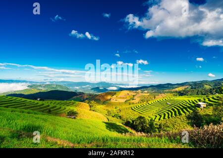 Schöne Reisfeld. Wunderschönen Reisterrassen auf Bali, Indonesien Stockfoto