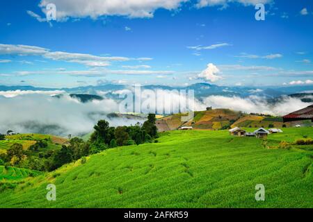 Schöne Reisfeld. Wunderschönen Reisterrassen auf Bali, Indonesien Stockfoto