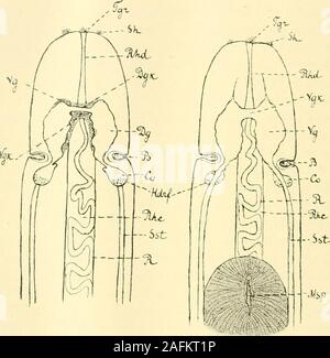 . Zeitschrift für wissenschaftliche Zoologie. ventralenGanglion entspringen zwei Nervenstränge - sterben Seitenstämme, welche dem Körper entlang verlaufen. Mit dem dorsalen Ganglion sindeigenartige Cerebralorgane Gebilde - sterben - verwachsen. Wasdas centrale Nervensystem anbetrifft, so kann man hier sterben Rindevon der Centralen Substanz unterscheiden. Das periphere Nerven Nervensystembesteht aus und" Nervenschichten" (Bürger). Zu den ersterengehören Sterben gesunder Rücken-, Schlund-, Kopf- und Rüsselnerven. Sterben Cerebralorgane und ihre erweiterten Mündungen-lang unddicht bewimperte Buchten - bilden sterben Sinnesorga Stockfoto