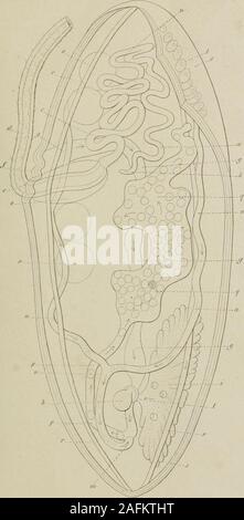 . Forschung sur la Faune littorale de Belgique: les Vers cestoïdes. Lende. (le ich Aiad. Ilov. Toni. XW. PI. XXIV.. SUPPLÉMENT COMPTES RENDUS DE SÉANCEN DE LACADÉMIE DES SCIENCES. MÉMOIRE LES VERS INTESTINAUX, Par P.-J. van Beneden, • OCTECR EN SCIENCES ET DE MÉDECINE, PKOFESSEIIR DE ZOOLOGIE ET COMPARÉE eine luNIVERSITË dANATOMIE DELOUVAIN, MITGLIED DE lACADEMIE ROYALE DES SCIENCES, DES LETTRES ET DES BEAtIX-ARTS DE BELGIQUE, MEMBRECORRESPONDANT DE laCADÉMIE DES SCIENCES DE BERLIN, DE LA SOCIÉTÉ LINNÉENNE DE LONDRES, DE LA SOCIÊTKDBS SCIENCES DE IIARLEH usw. Einführung. La Frage proposée Par Stockfoto