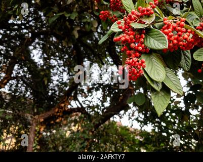 Nahaufnahme der Cotoneaster cornubia rote Beeren Stockfoto