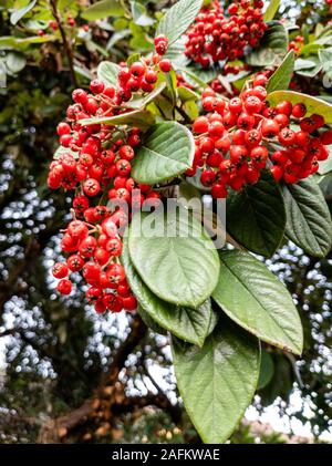 Nahaufnahme der Cotoneaster cornubia rote Beeren Stockfoto