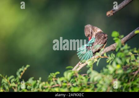 Braun - hooded Kingfisher pflegen und Putzen im Krüger Nationalpark, Südafrika; Specie Halcyon albiventris Familie Alcedinidae Stockfoto