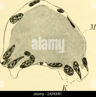 . Zeitschrift für wissenschaftliche Zoologie. Unktion der Krusterchromatophoren. 45 Ciiromatophorencentern auftreten, Sindh. Nur geringfügiger Natur; siebeschränken sich zumeist in Vergrößerungen. Die Entwicklung derChromorhizen erstreckt sich über längere Zeit hinaus; sterben Embryonenverfügen über eine weit geringere Zahl als Erwachsene, Fügungen allewichtigeren Centren schon ausgebildet sind. In der Pigmentversorgungmacht sich / Keeble und Spielen der Unterschied zwischen denNeural-und dorsalen Abdominalchromatophoren beijenen bemerkbar, daß nur das dunkelbraune Pigment vorhanden ist (das weißg Stockfoto