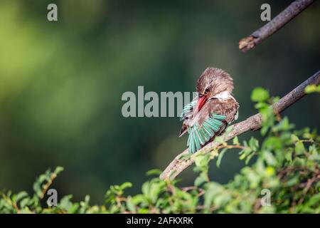 Braun - hooded Kingfisher pflegen und Putzen im Krüger Nationalpark, Südafrika; Specie Halcyon albiventris Familie Alcedinidae Stockfoto