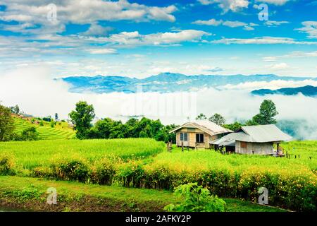 Schöne Reisfeld. Wunderschönen Reisterrassen auf Bali, Indonesien Stockfoto
