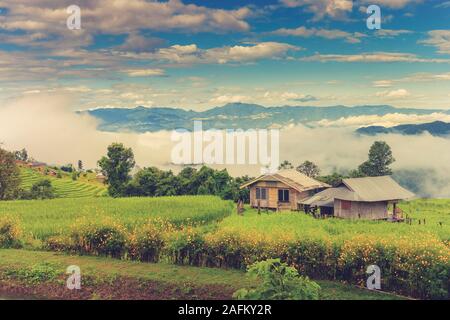 Schöne Reisfeld. Wunderschönen Reisterrassen auf Bali, Indonesien Stockfoto