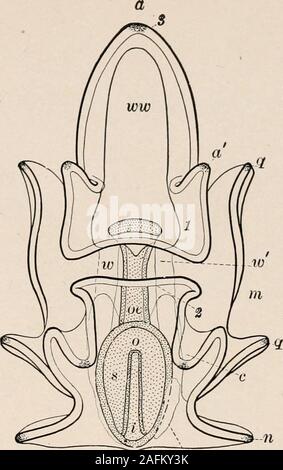 . Einführung in die Zoologie; ein Leitfaden für die Untersuchung von Tieren, für die Verwendung von weiterführenden Schulen;. om Abb. 17 ti. Abb. 177. Stockfoto