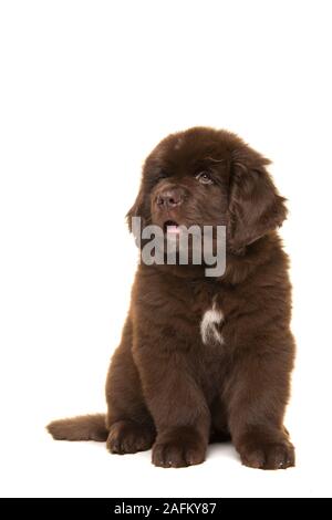 Cute sitzend braun Neufundländer Welpen bis Suchen isoliert auf weißem Hintergrund Stockfoto