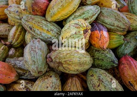 Kakaobohne trocknen, andere Farbe, bevor geröstete Nahaufnahme Stockfoto