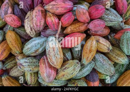 Kakaobohne trocknen, andere Farbe, bevor geröstete Nahaufnahme Stockfoto