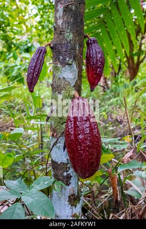Kakaobohne im Baum reif im Dschungel vor der Ernte im Garten Stockfoto