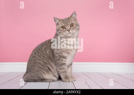 Recht silber tabby Britisch Kurzhaar Katze in der Kamera in ein rosa Hintergrund sitzen auf der Suche Stockfoto