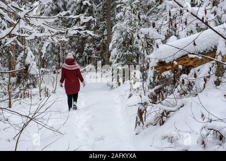 GULBENE, Lettland. 24. Dezember 2018. Frau das Tragen der roten Winterjacke, Wanderungen im verschneiten Wald. Verschneite Bäume und Wald Trail. Stockfoto