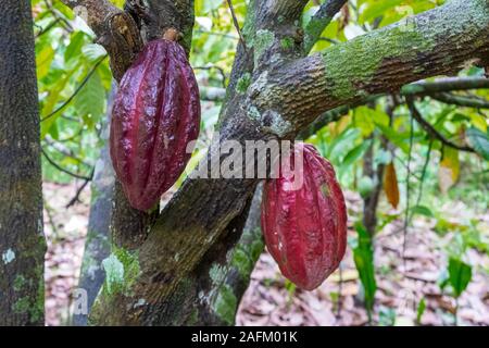 Kakaobohne im Baum reif im Dschungel vor der Ernte im Garten Stockfoto